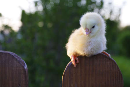 Small cockの写真素材