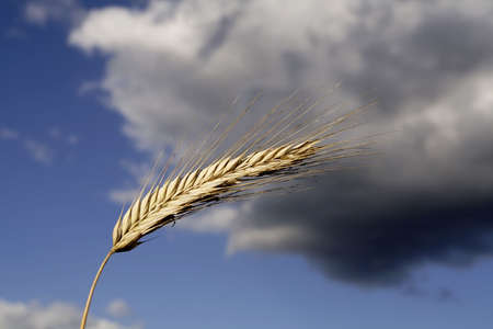 agricultureの写真素材