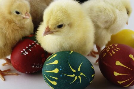 Easter chicken and Easter eggの写真素材