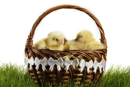 Easter chickens. Yellow chickens' gang