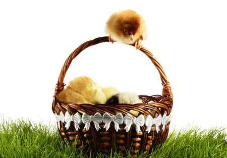 Easter chickens. Yellow chickens' gang