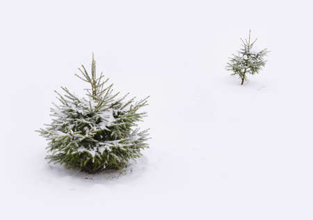 Lonely Christmas tree in winter scenery の写真素材