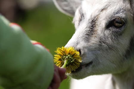 Funny goat on green meadowの写真素材
