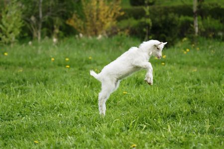 Funny goat on green meadowの写真素材