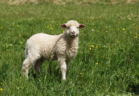 Sheep standing in the fields - God's lamb