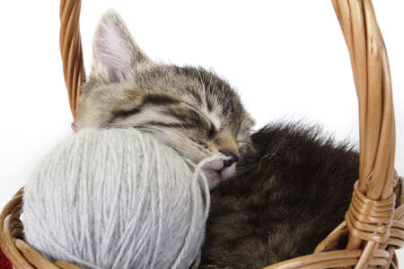 A little kitten - fluffy pets