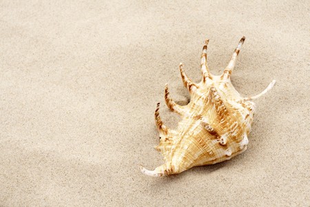 The shell in sand on the beach.の写真素材