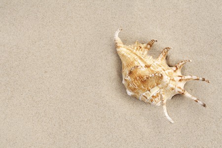 The shell in sand on the beach.の写真素材