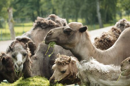 Camels eating  grass in the zooの写真素材