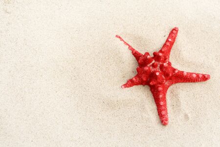 The starfish in sand on the beachの写真素材