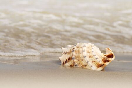 The shell in sand on the beachの写真素材