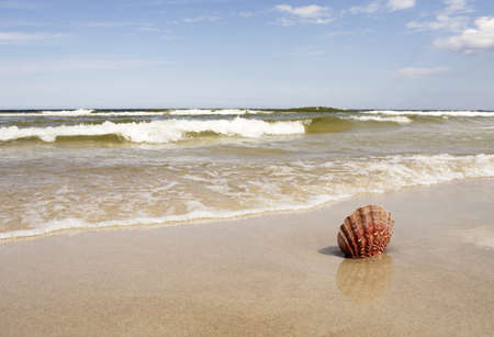 The shell in sand on the beachの写真素材