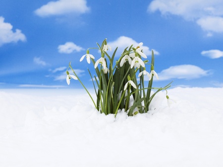 Snowdrop - the first sign of coming springの写真素材