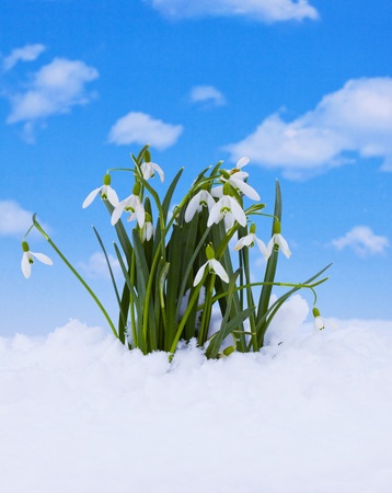 Snowdrop - the first sign of coming springの写真素材