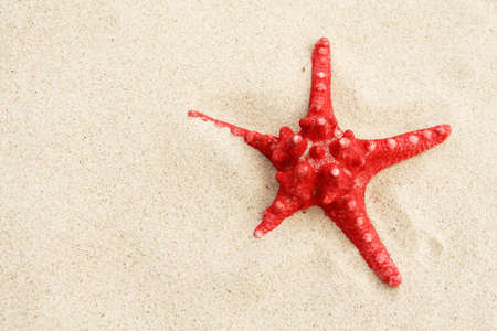 The starfish in sand on the beachの写真素材
