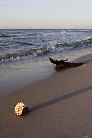 The shell in sand on the beachの写真素材