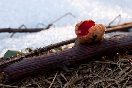 Rare mushroom protected, harbinger of spring. (Sarcoscypha coccinea)の写真素材