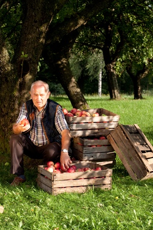 Beautiful and delicious apples in the orchardの写真素材
