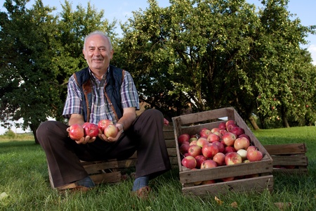 Beautiful and delicious apples in the orchardの写真素材