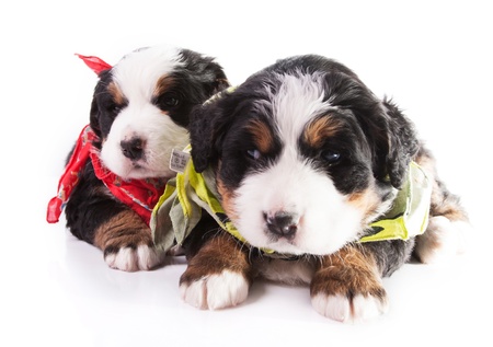 Bernese Mountain Dog  Beautiful Puppies の写真素材