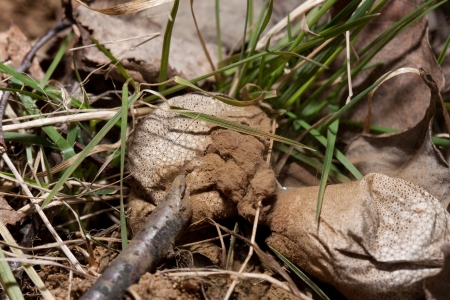 Lycoperdon - Puffball - Purchawka   Overripe mushroomの写真素材