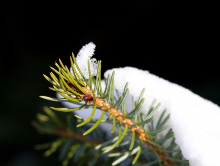 Coniferous Tree, on a cold winter morning の写真素材