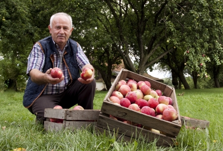 Beautiful and delicious apples in the orchardの写真素材