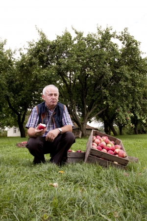 Beautiful and delicious apples in the orchardの写真素材