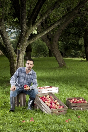 Beautiful and delicious apples in the orchardの写真素材