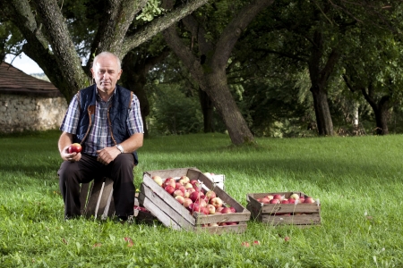 Beautiful and delicious apples in the orchardの写真素材