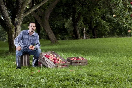 Beautiful and delicious apples in the orchardの写真素材