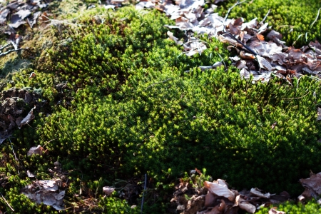 Macro photo of moss in deciduous forestの写真素材
