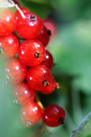 Beautiful red currants  Interesting blurry backgroundの写真素材