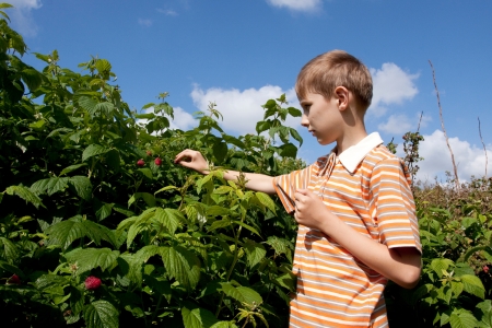 Boy gathering ripe raspberry from bushの写真素材
