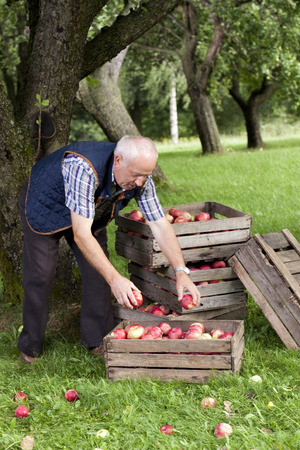 Beautiful and delicious apples in the orchardの写真素材