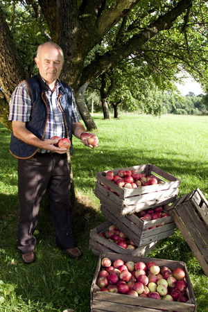 Beautiful and delicious apples in the orchardの写真素材
