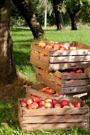 Beautiful and delicious apples in the orchardの写真素材