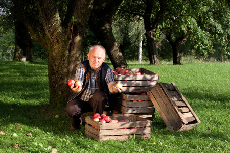Beautiful and delicious apples in the orchardの写真素材