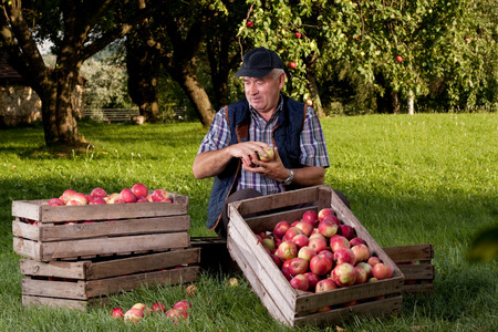 Beautiful and delicious apples in the orchardの写真素材