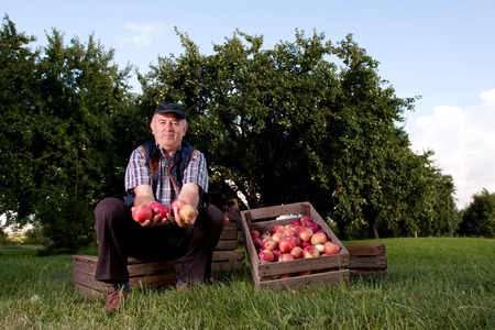 Beautiful and delicious apples in the orchardの写真素材