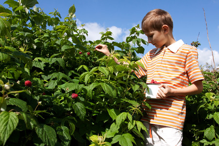 Boy gathering ripe raspberry from bushの写真素材