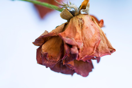 Frozen and withered flower rose but still beautifulの写真素材