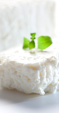 Healthy, delicious curd made from cowの写真素材