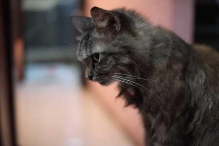 cat close up.の写真素材