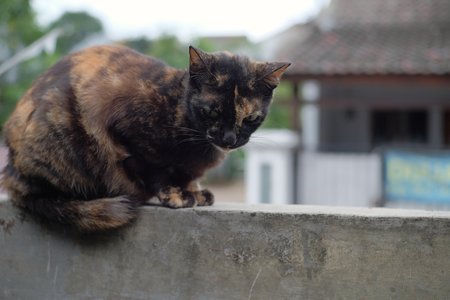 cat close up.の写真素材