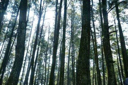 Pine Forestのeditorial素材