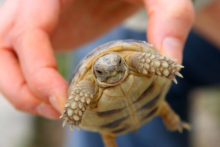 A turtle in a girl's handの写真素材