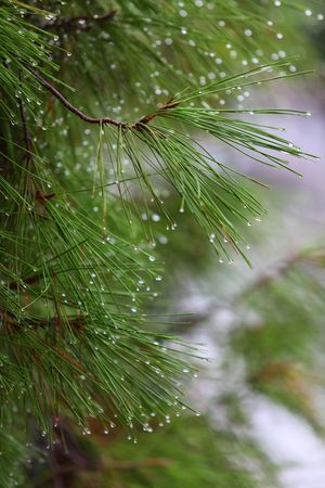 Close up of rain drops on green pine needles with fresh green copyspace
