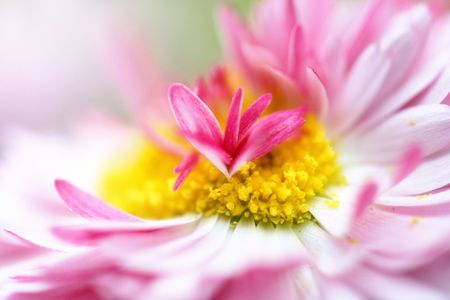 Beautiful purple flower close-upの写真素材