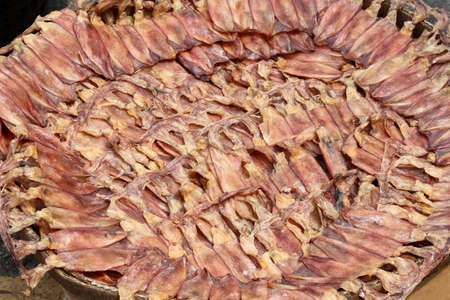 bundle of raw sun dried squids tied together with rubber bandsの写真素材